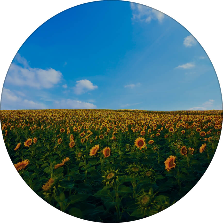 Гусляр соняшник