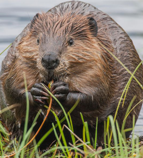 Средство от диабета