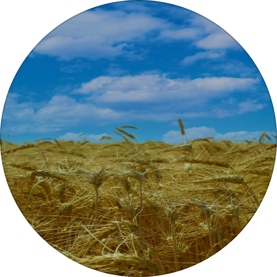 Оранта одеська