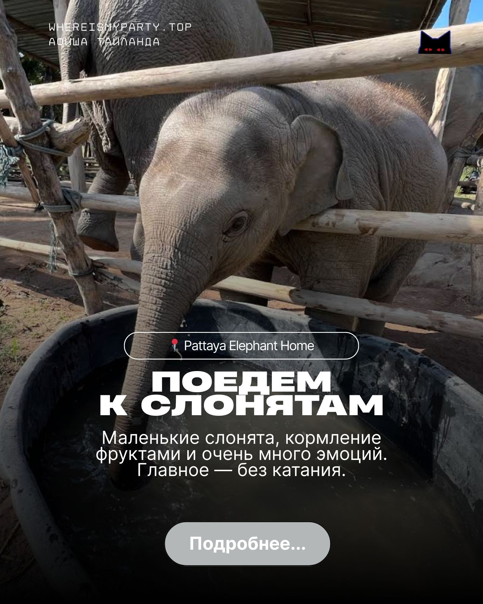 Слоновья ферма в Паттайе