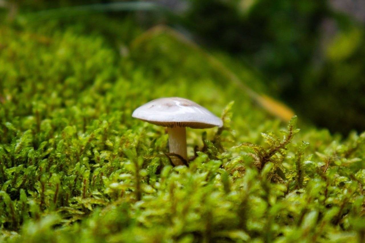 A mushroom among the green moss