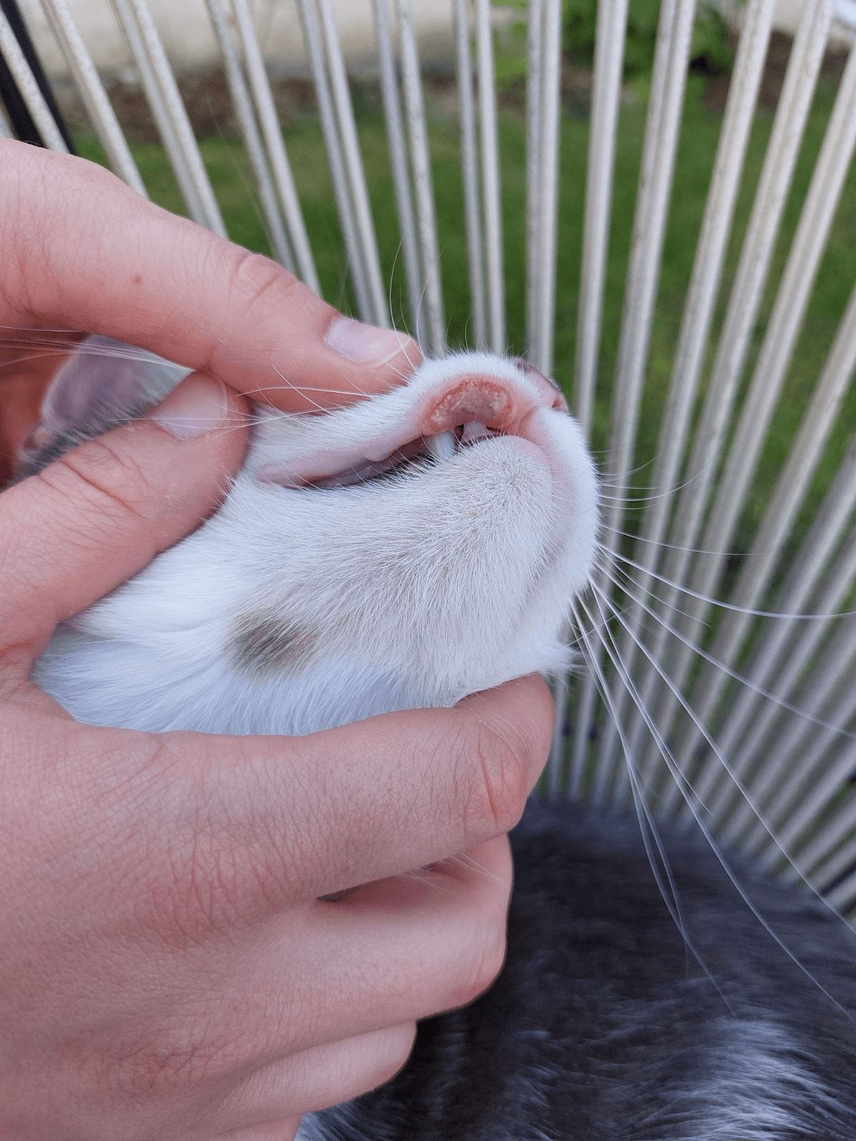Úlcera atônica em um gato Maine Coon