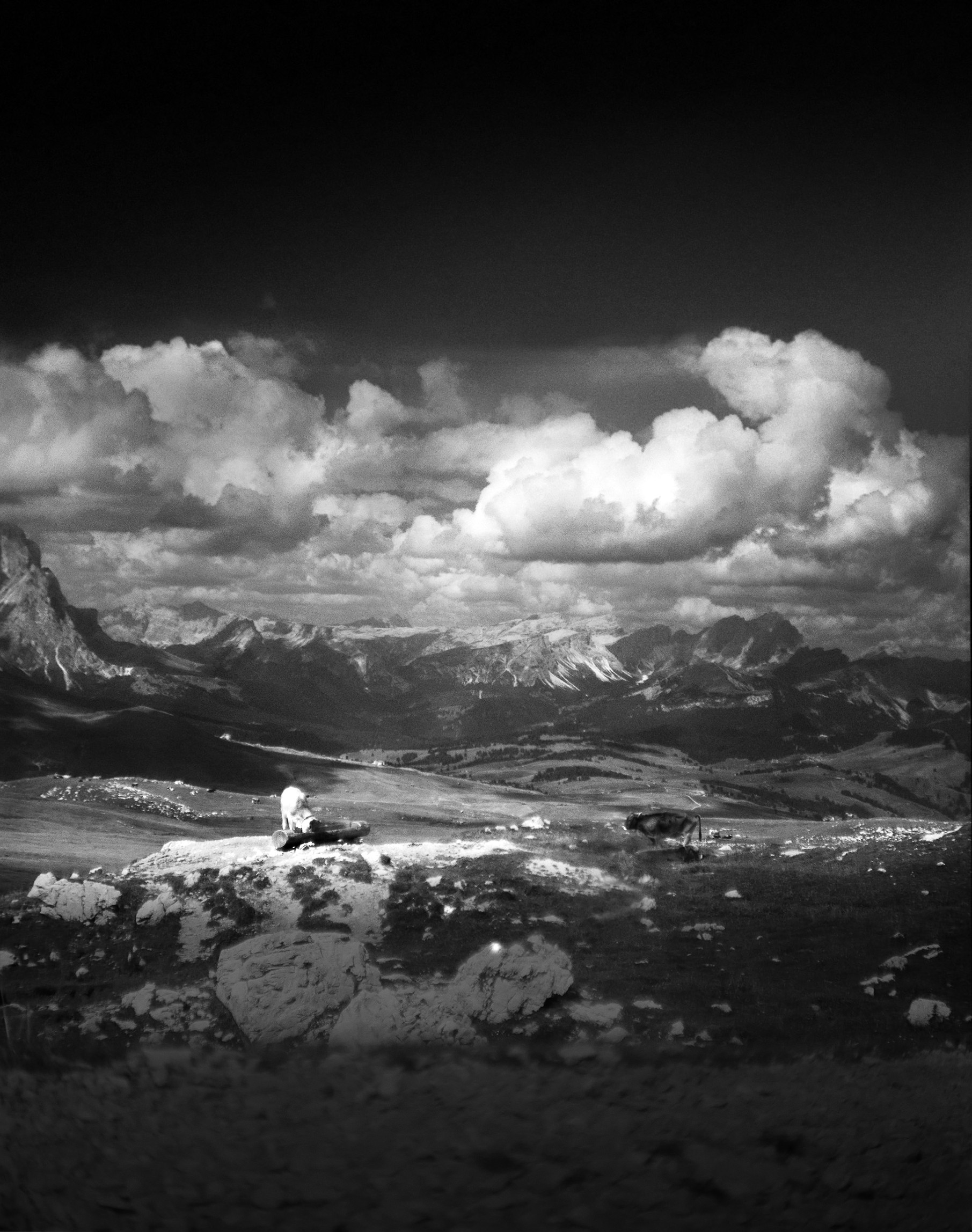 The Dolomites. Italy. Grazing and watering