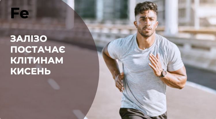 ЗАЛІЗО ПОСТАЧАЄ КЛІТИНАМ КИСЕНЬ
