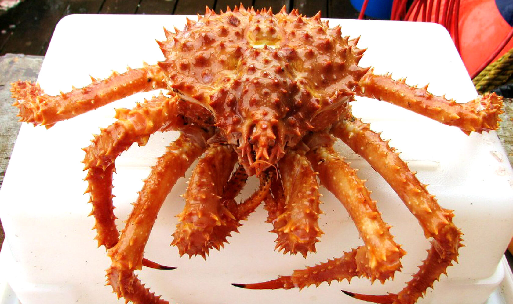Gold King Crab