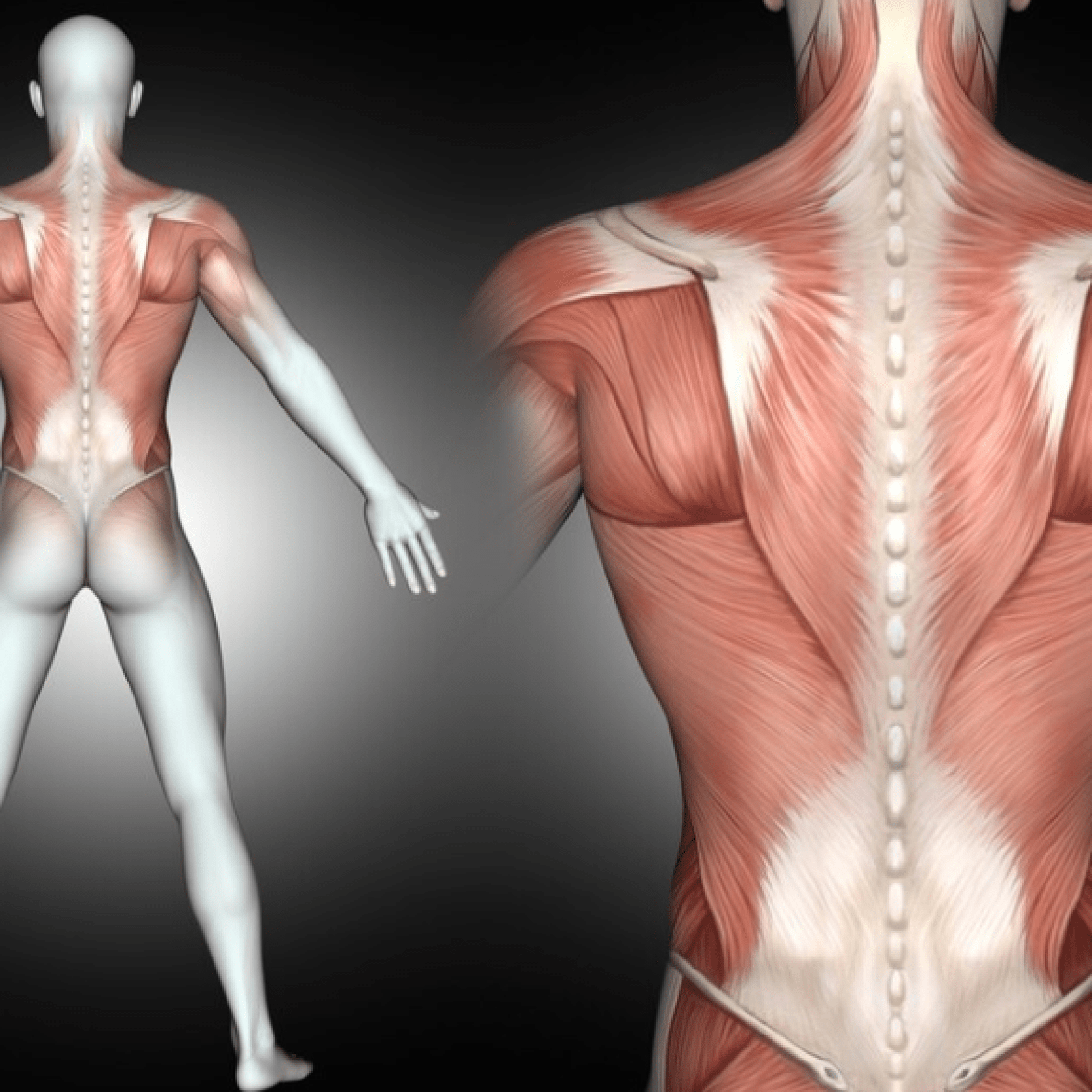 Biorezonanța magnetică și sistemul muscular și osos: „Procedură de biorezonanță magnetică pentru regenerarea sistemului muscular și osos – reducerea durerilor musculare și îmbunătățirea mobilității articulare