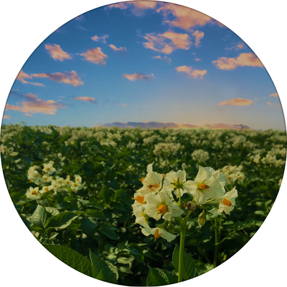 Межирічка 11 картопля