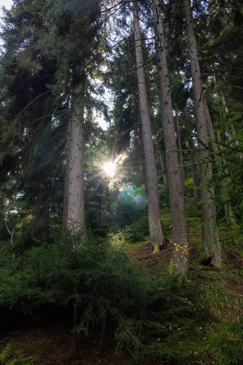 Sunbeams in a coniferous forest