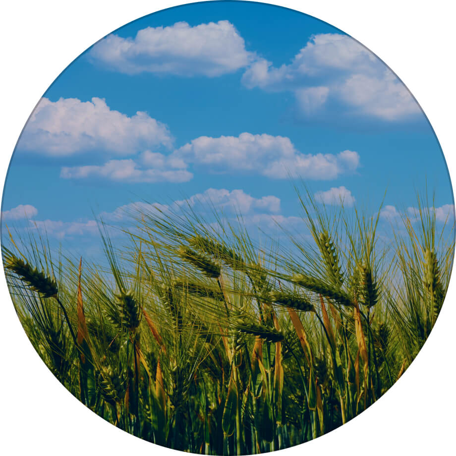 Снігова королева