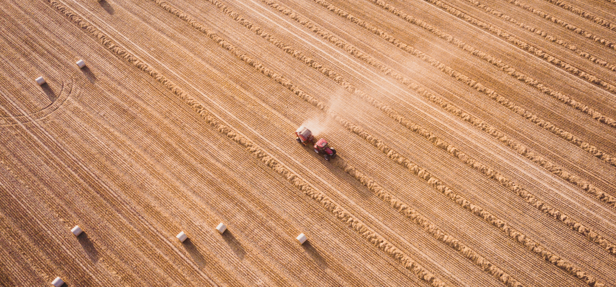 Grain harvesting process