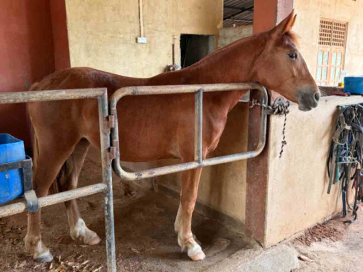Horse standing quietly in a stable at Vonfidel Ranch in Sri Lanka