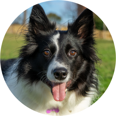 grooming BORDER COLLIE rate