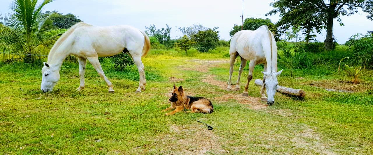 German Shepherd maintaining a calm down-stay between two horses during VONFIDEL K9 training