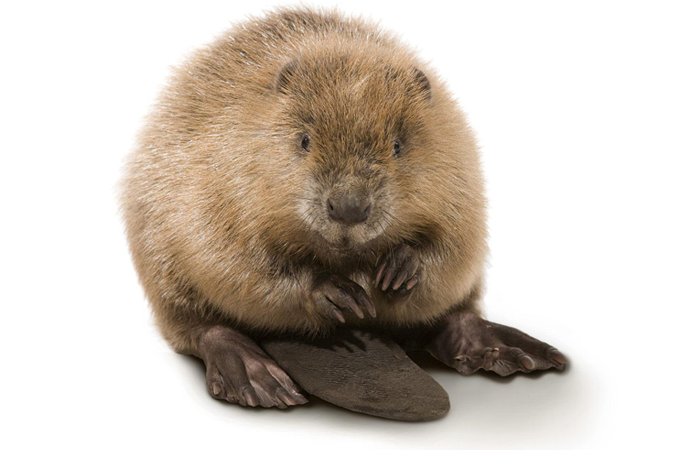 Без убийственный метод добычи бобровой струи