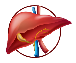 ЗДОРОВАЯ ПЕЧЕНЬ