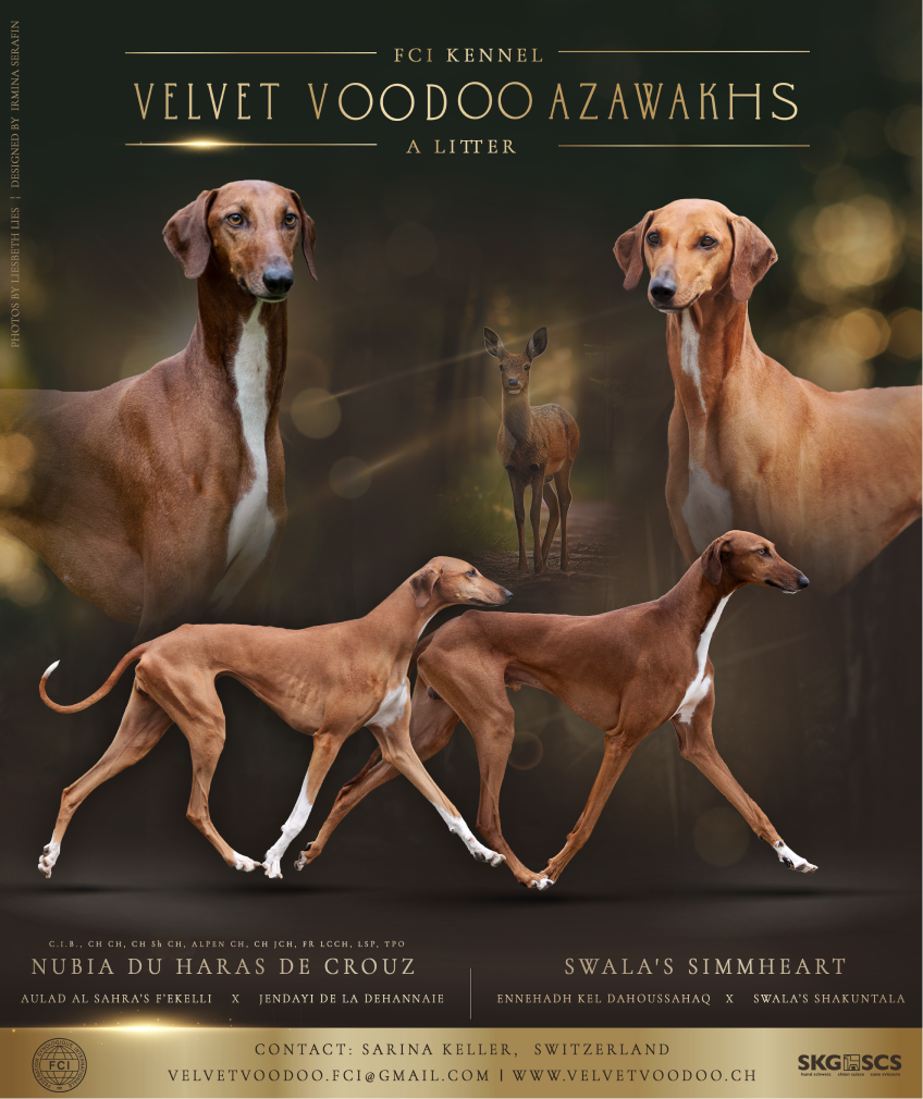 Azawakh breeding kennel