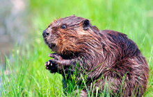 От чего помогает бобровая струя