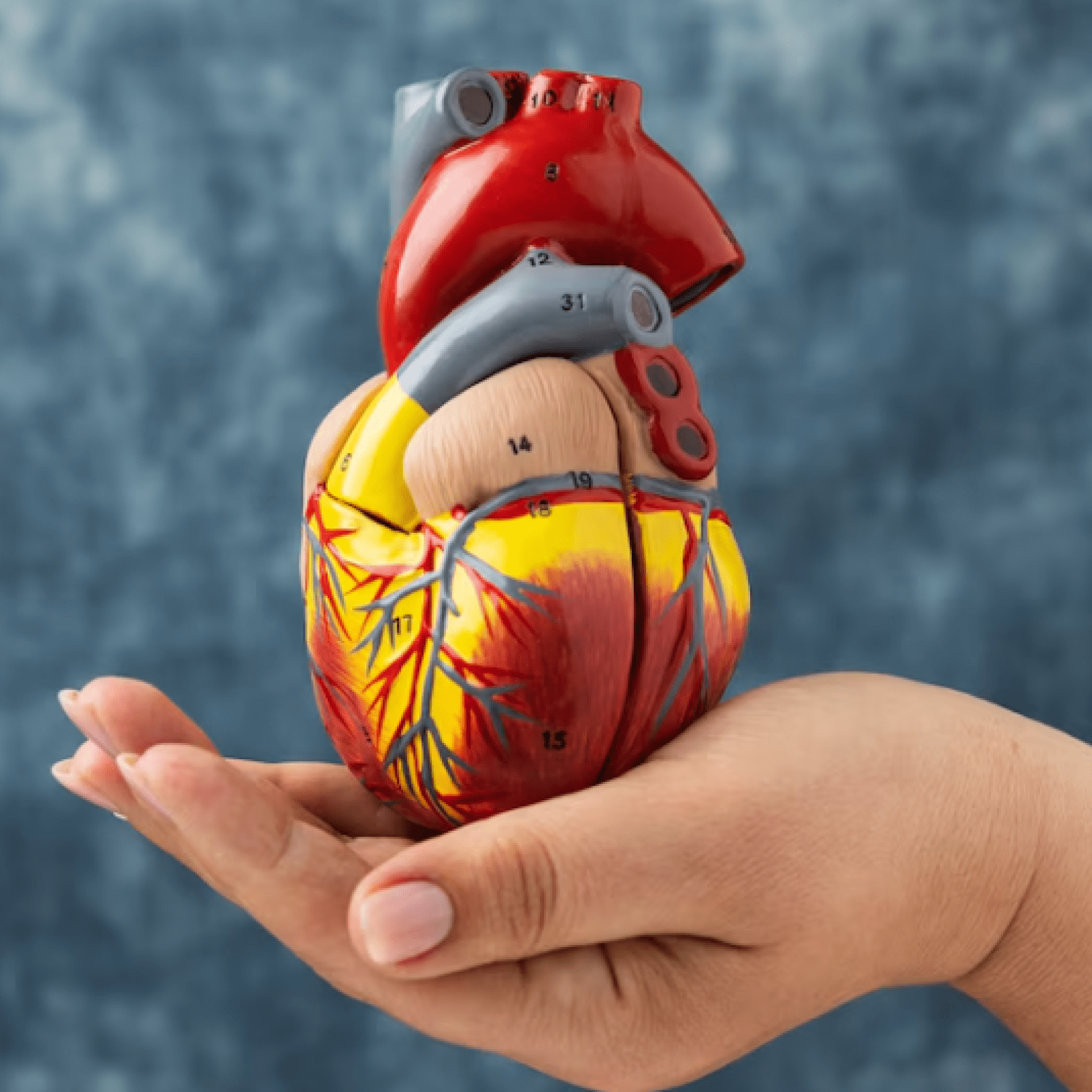 Ședință de biorezonanță magnetică pentru susținerea sănătății sistemului cardiovascular – reglarea tensiunii arteriale și îmbunătățirea circulației