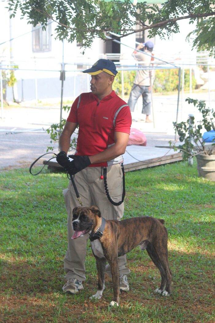 Structured canine behaviour rehabilitation work at VONFIDEL K9