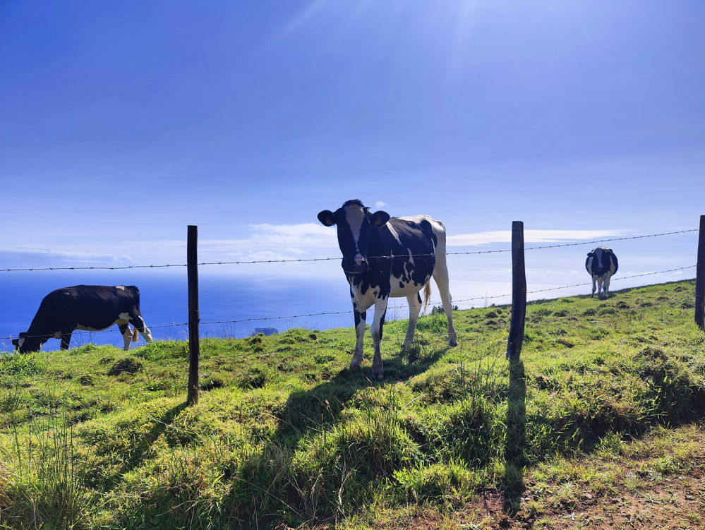 Dairy farm in Taranaki region