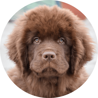 grooming Large dog over 35 KG rate