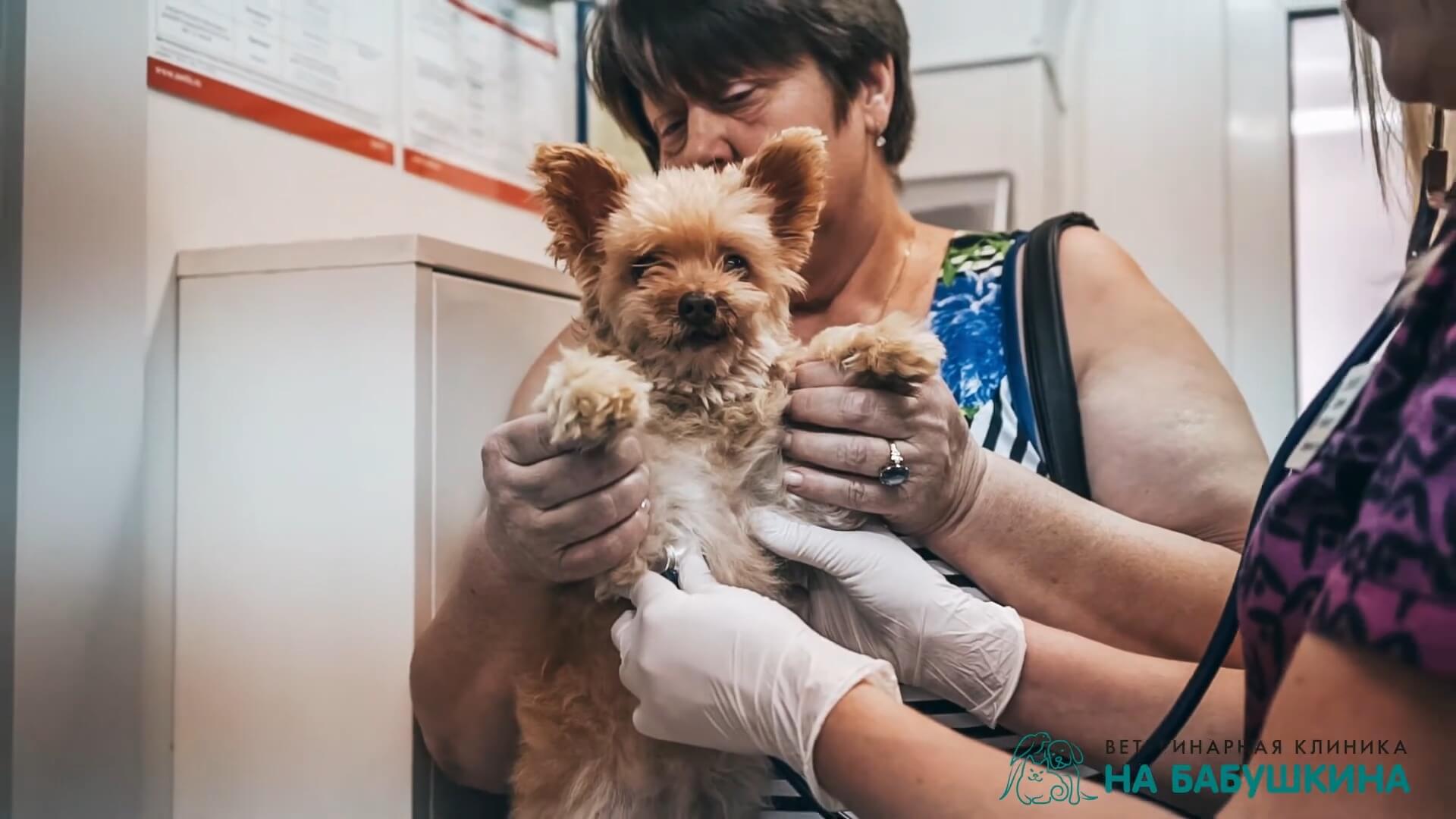 Стоматология для собак и кошек в Краснодаре ⭐- Чистка зубов и прием  Ветеринара Стоматолога