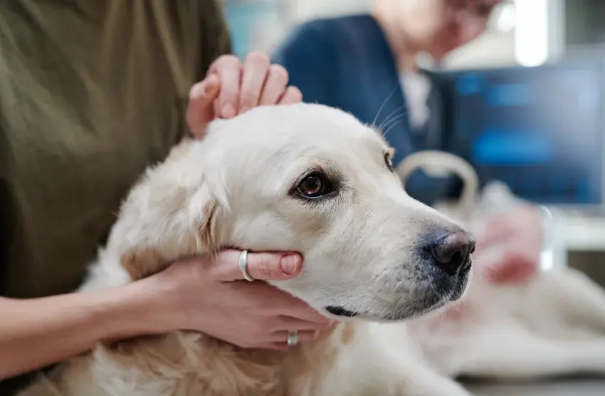 Euthanasie des chiens, chats et NAC