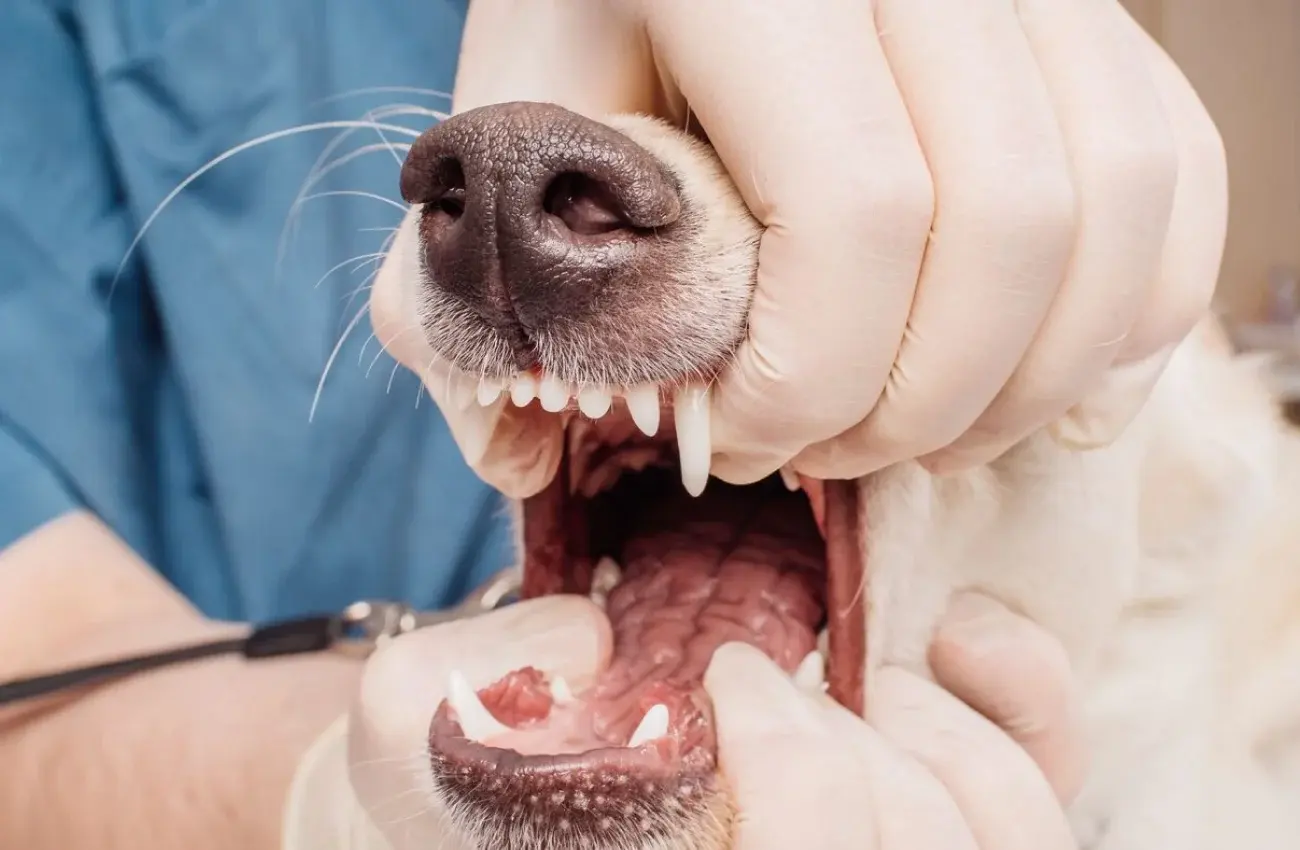 dentisterie Vétérinaire