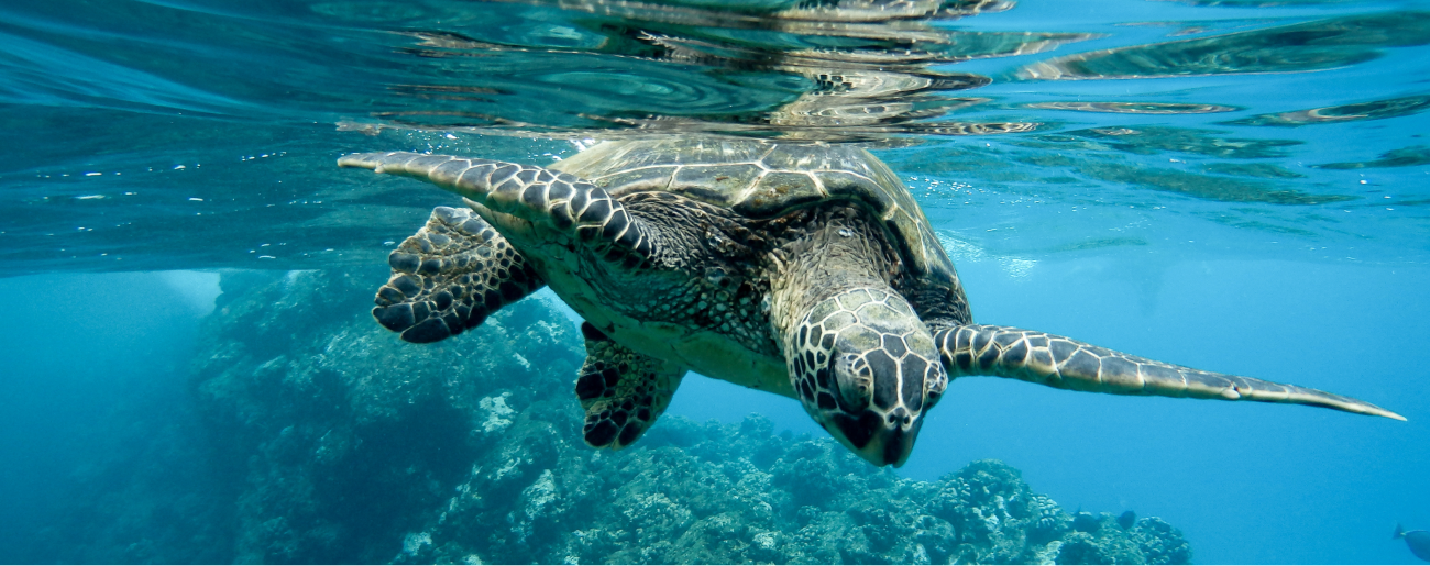 tortuga marina nadando en el mar