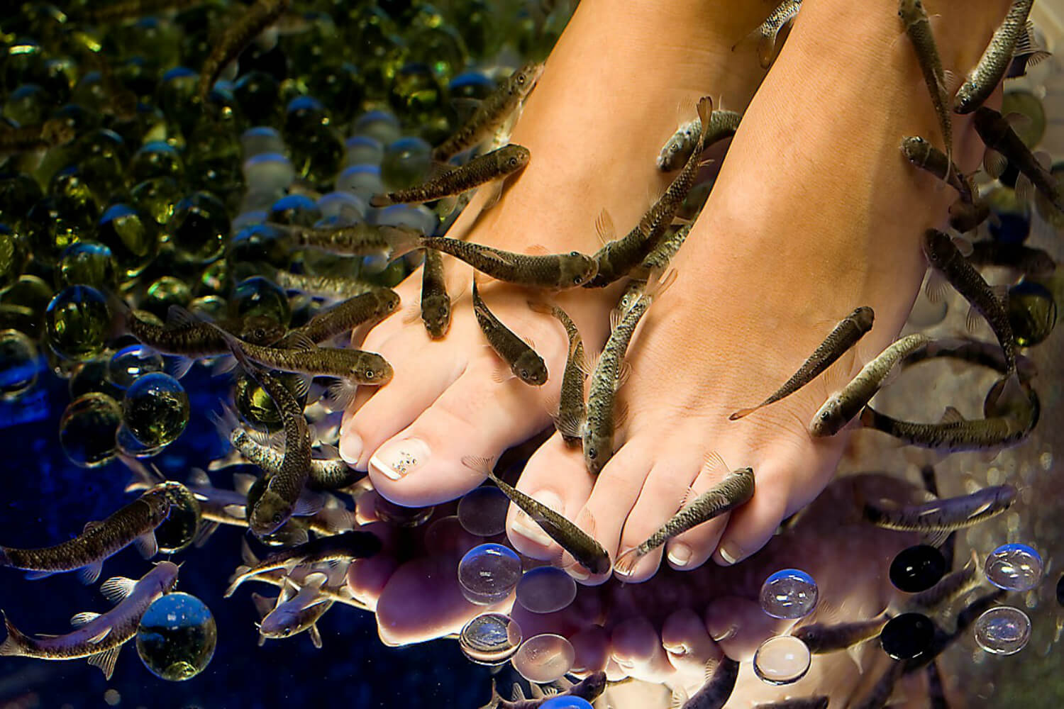 Гарра руфа рыбки. Гора руфа. Рыбки гарра руфа фото. Пилинг рыбками гарра руфа. Garra rufa рыба.