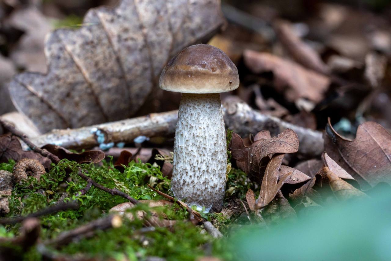 A mushroom among the moss and autumn leaves