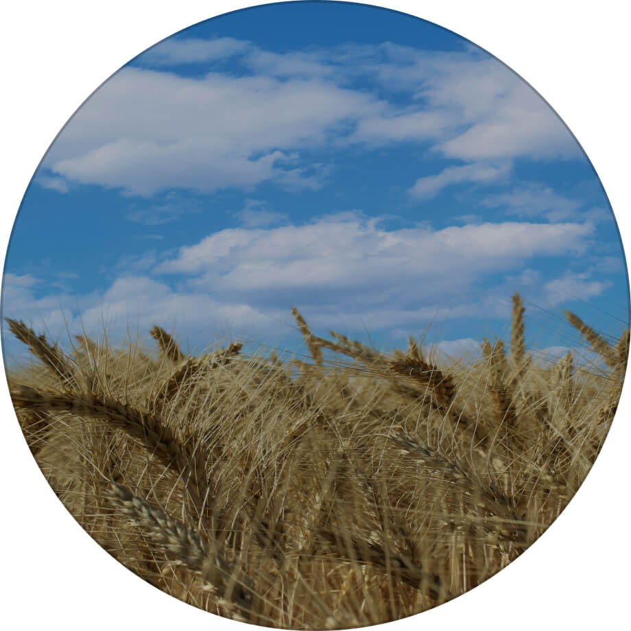 Ліра одеська пшениця озима