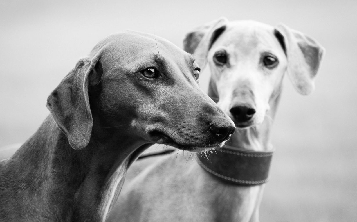 Azawakh breeding kennel