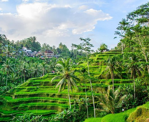 Популярные районы для инвестиций на Бали. Ubud - город на центральной части Бали, известный своей культурой, рисовыми ...