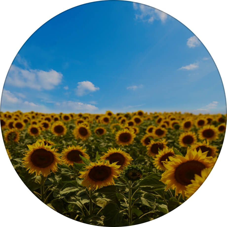 Чародій соняшник