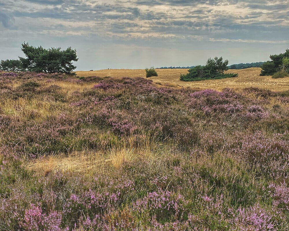 Что посмотреть рядом с Амстердамом. Де-Хюге-Велюве