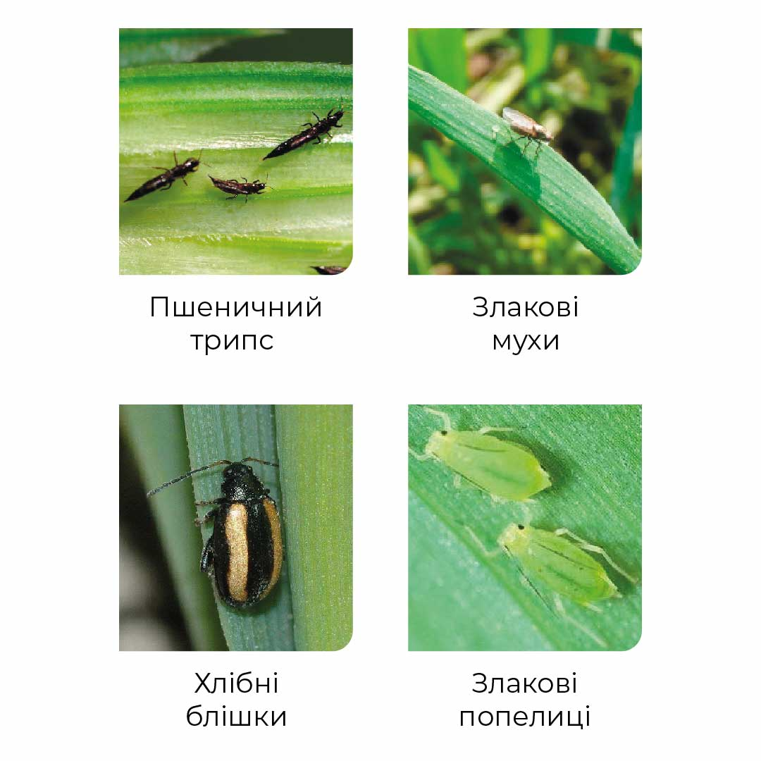 ДИМЕФОС (диметоат, 400 г/л) Системный, контактно-кишечный ...