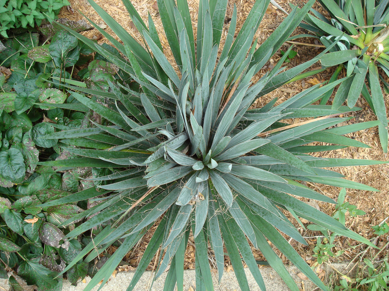 うーちゃ Юка нитчата, Yucca filamentosa, 60 см від розсадника Хмелева