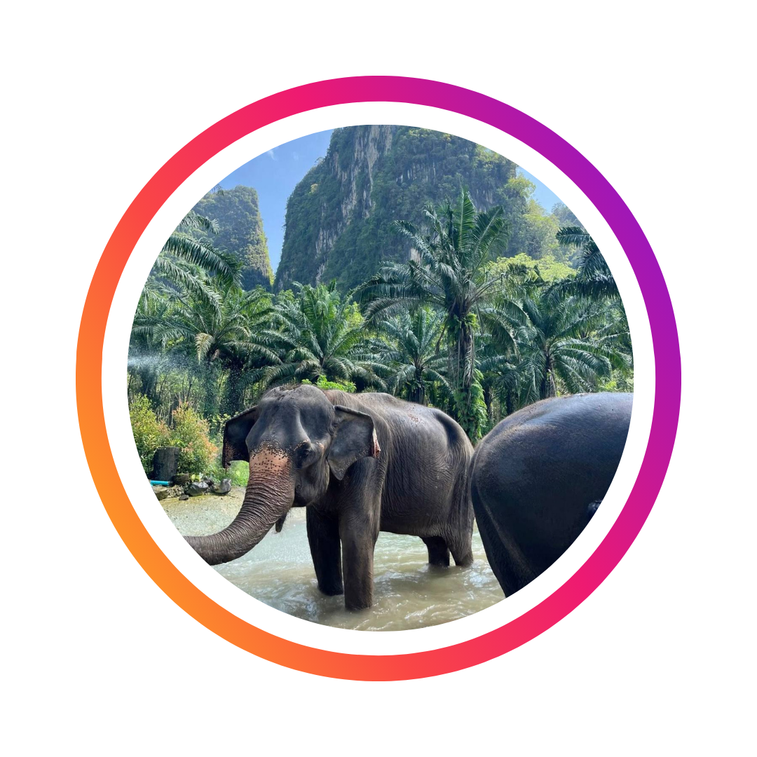 Логотип слоновьей фермы Elephant Sanctuary на Пхукете