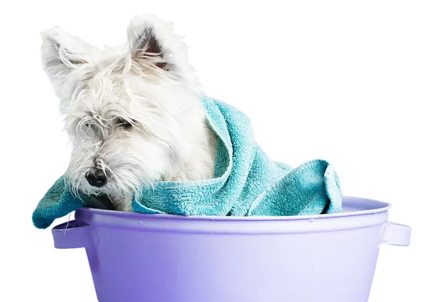Dog grooming in Geneva