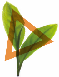 МАСЛО ЧАЙНОГО ДЕРЕВА