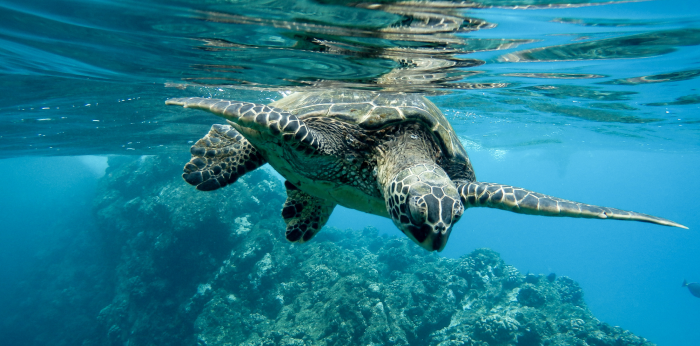 tortuga marina nadando en el mar