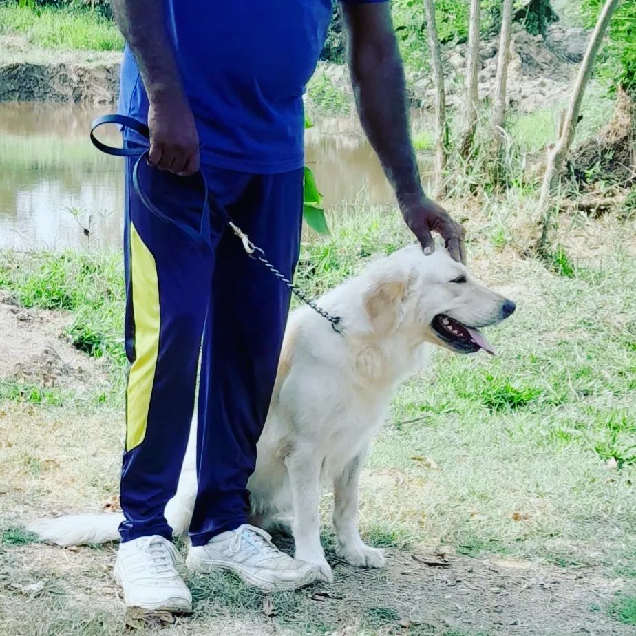 Golden Labrador Retriever following commands during professional training at VONFIDEL K9
