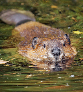 Бобровая струя при болезнях ЖКТ