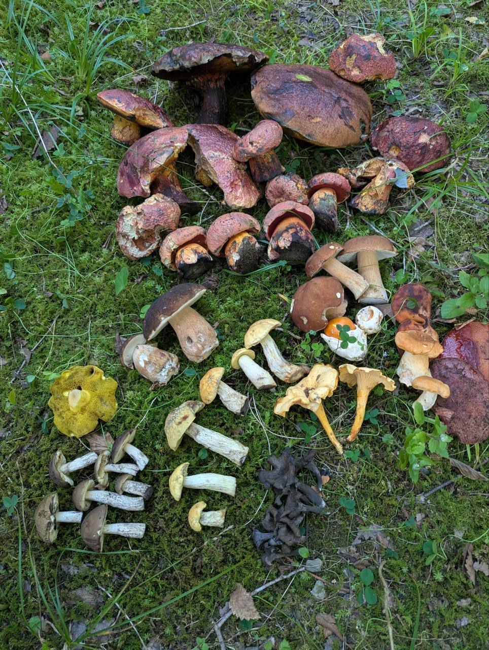 A variety of mushrooms picked and placed on moss