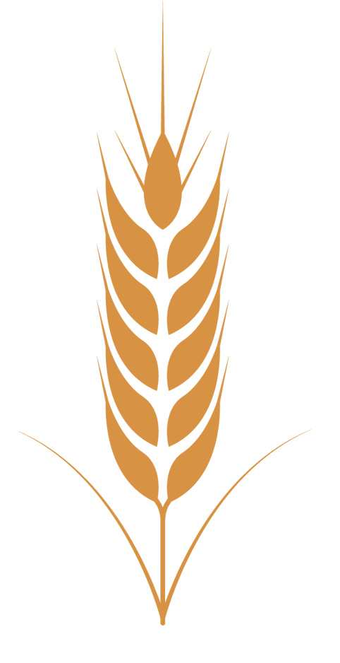 Ячмінь ярий