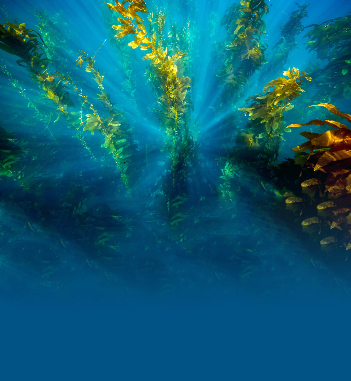 Norway Seaweed deliver unique whole food seaweed extracts for food supplements, cosmetics and feed