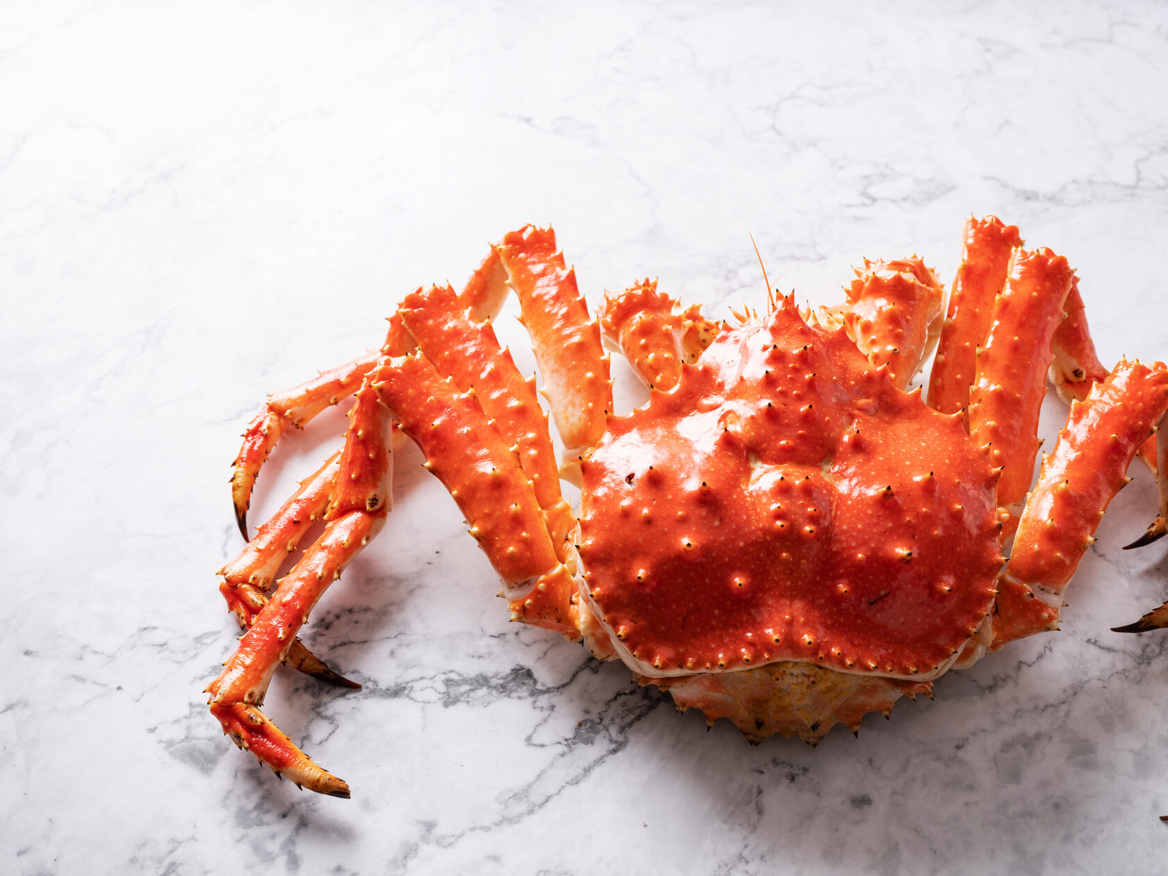 Red King Crab