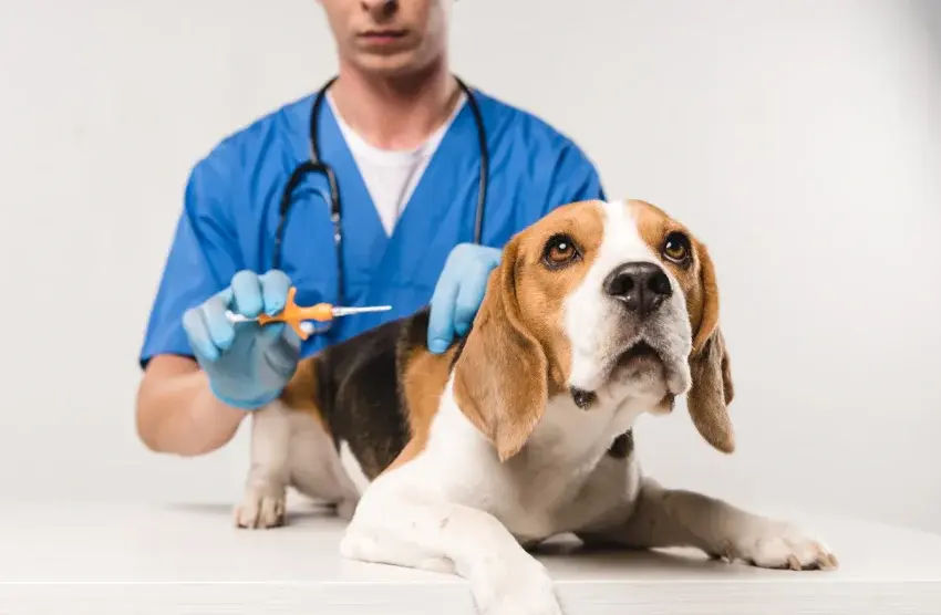 La pose de la puce électronique POUR chiens et chats