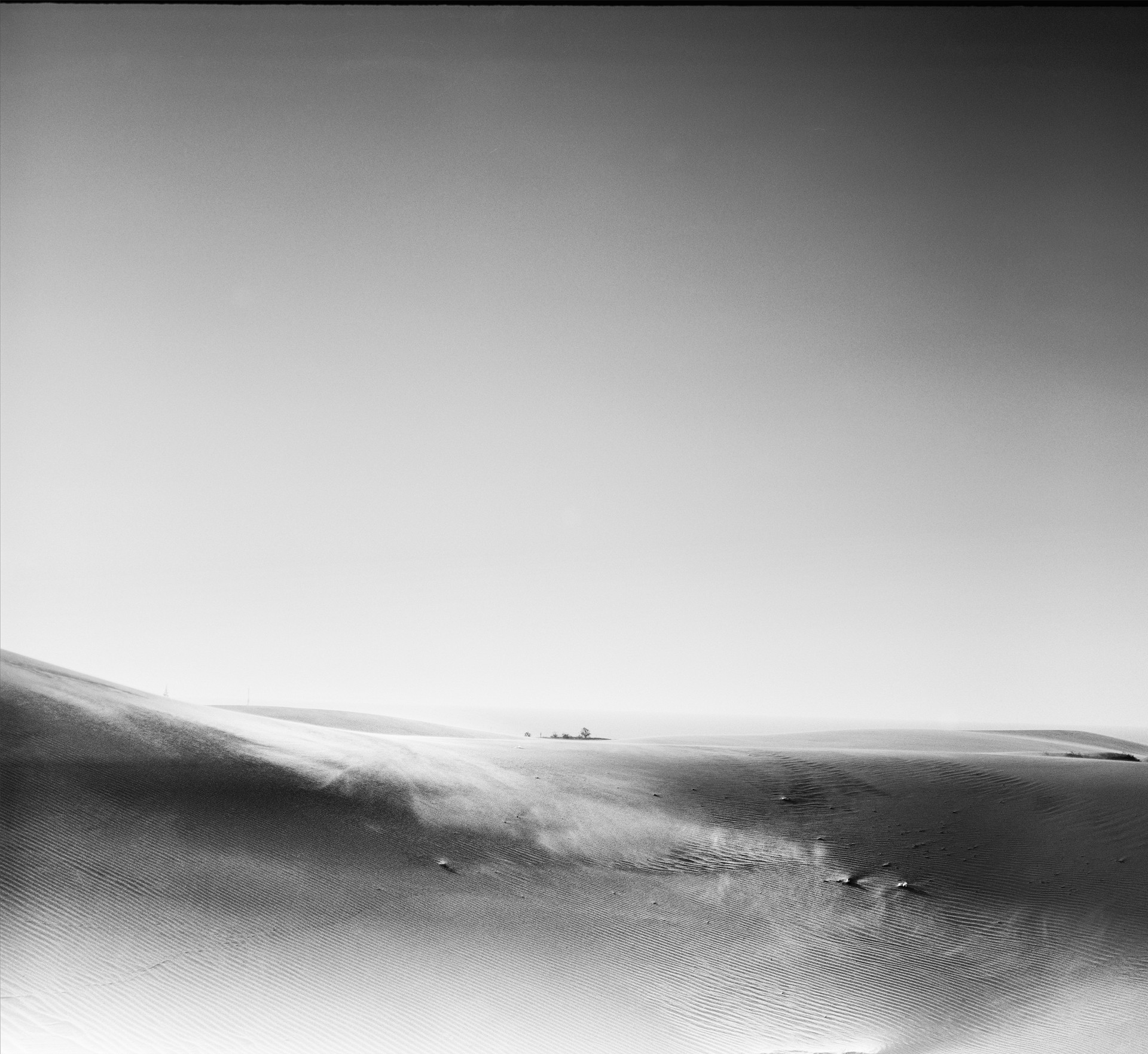 Sand drift and a tree in the middle of the desert